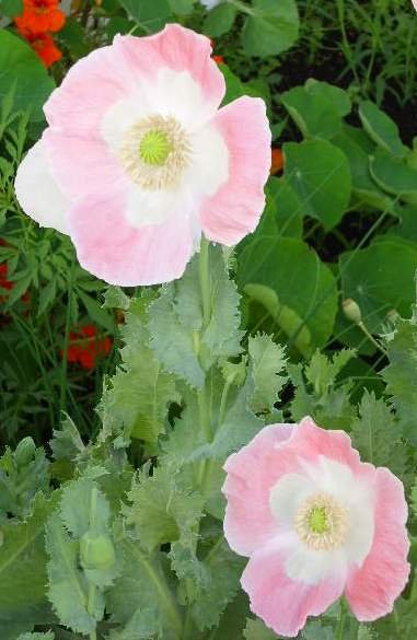 Spanish poppy white color with pink edge, great flowers, about 150 seeds