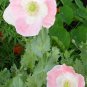 Spanish poppy white color with pink edge, great flowers, about 150 seeds