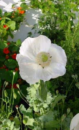 Spanish poppy white color, great flowers, about 150 seeds