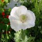 Spanish poppy white color, great flowers, about 150 seeds