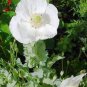 Spanish poppy white color, great flowers, about 150 seeds