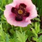 Oriental poppy, coral with dark eye, about 100 seeds