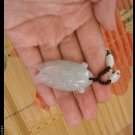 Natural jade cicada pendant. Hand-carved. Natural white jade cicada. Pendant necklace.