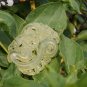 Liaoning Jade, double-sided hollow carved dragon and phoenix .. necklace pendant.48x35x5mm.