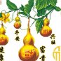Cross stitch, new bedroom, living room painting , gourd ( Homeplan ) 55x36cm