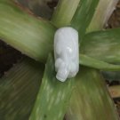 Natural white jade ring, brave the charm of the ring. Natural white jade ring, brave the charm of the ring.