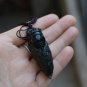 The hand-made natural green jade cicadas (a stunning) necklace pendant