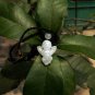 Natural white jade, hand-carved, lucky charms. Angel · pendant necklace