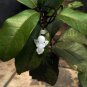 Natural white jade, hand-carved, lucky charms. Angel · pendant necklace
