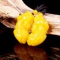 Yellow-yellow topaz, hand-carved pairs of brave, talisman pendant necklace,