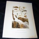 Antique Entomology Insect Joutel Chromo-Litho Plate