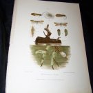 Antique Entomology SPONGILLA FLIES Chromo-Litho Plate