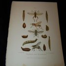Entomology SEPEDON TETANOCERA Chromo-Litho Plate Print