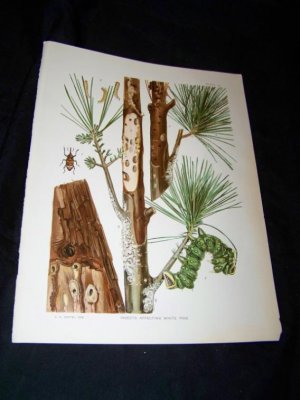 Entomology White Pine CATERPILLAR Chromo-Litho Plate