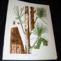 Entomology White Pine CATERPILLAR Chromo-Litho Plate