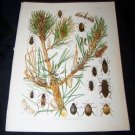 Antique Entomology Hard Pine INSECTS Chromo-Litho Plate