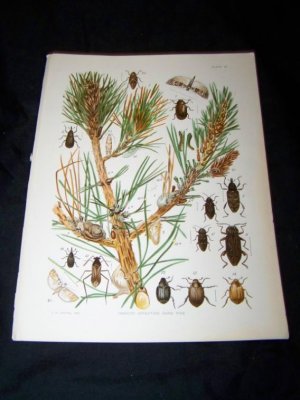 Antique Entomology Hard Pine INSECTS Chromo-Litho Plate