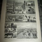 Antique 1882 GRAPHIC South Africa Agriculture Art Print