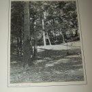 Vintage 1940s October Sunshine Forest Trees Photograph Photo