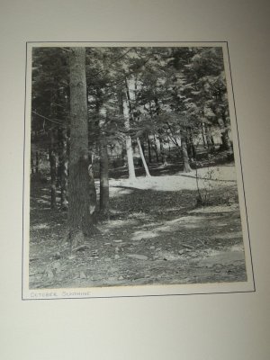 Vintage 1940s October Sunshine Forest Trees Photograph Photo