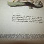 Vintage RIN TIN TIN AND RUSTY 1st Ed Little Golden Book