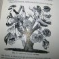 Vintage 1925 Practical Floriculture Peter Henderson Garden Book