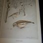 Antique 1916 A YEAR WITH THE BIRDS Alice Ball Color Illustrated Plate Book