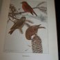 Antique 1916 A YEAR WITH THE BIRDS Alice Ball Color Illustrated Plate Book