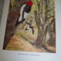 Antique 1916 A YEAR WITH THE BIRDS Alice Ball Color Illustrated Plate Book
