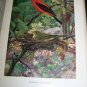 Antique 1916 A YEAR WITH THE BIRDS Alice Ball Color Illustrated Plate Book