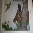 Antique 1916 A YEAR WITH THE BIRDS Alice Ball Color Illustrated Plate Book