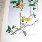 Antique 1916 A YEAR WITH THE BIRDS Alice Ball Color Illustrated Plate Book