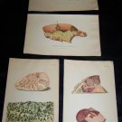 Antique 1887 Swine Plague Chromo Lithograph Print Lot