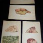 Antique 1887 Swine Plague Chromo Lithograph Print Lot