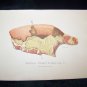 Antique 1887 Swine Plague Chromo Lithograph Print Lot