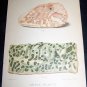 Antique 1887 Swine Plague Chromo Lithograph Print Lot