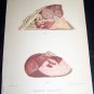 Antique 1887 Swine Plague Chromo Lithograph Print Lot