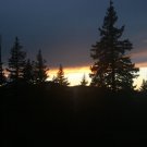 Utah Trees