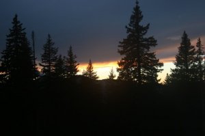 Utah Trees