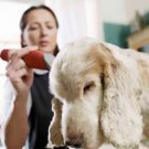 Grooming