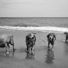 Paseos a la playa