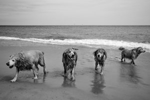 Paseos a la playa