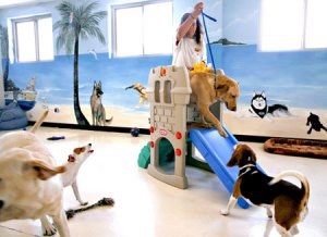 Day Care