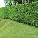 Corte y poda de árbol.