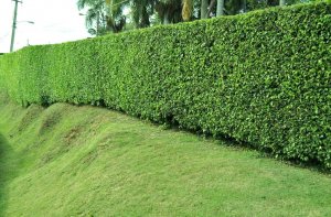 Corte y poda de &Atilde;&iexcl;rbol.