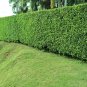 Corte y poda de árbol.