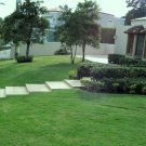 Mantenimiento de jardín y corte.