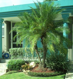 Jard&Atilde;&shy;n