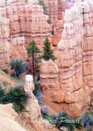 Bryce Canyon ACEO