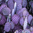 Purple Cactus ACEO